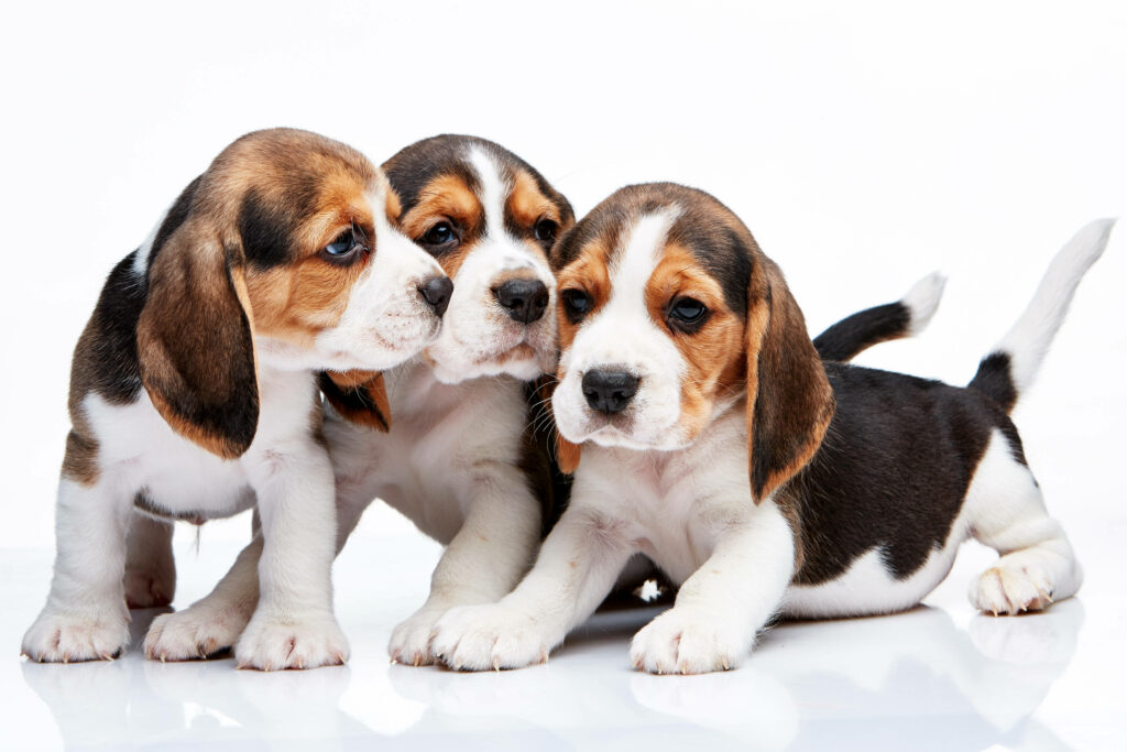 Adorable Beagle Puppies Wallpaper - Playful & Loving Background