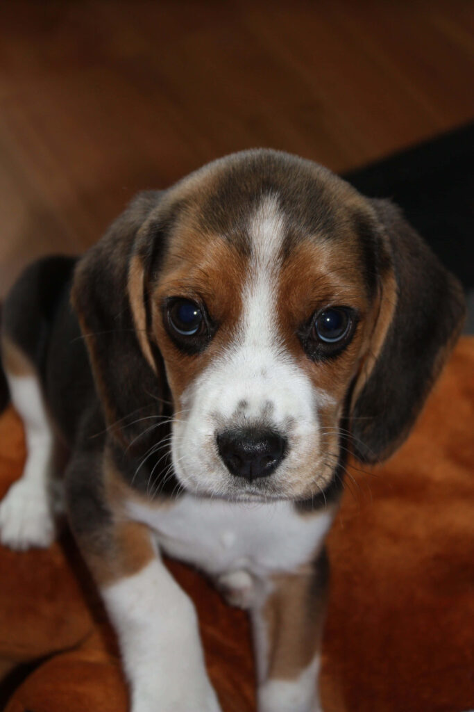 Adorable Beagle Puppy Wallpaper - Heartwarming Close-Up Background