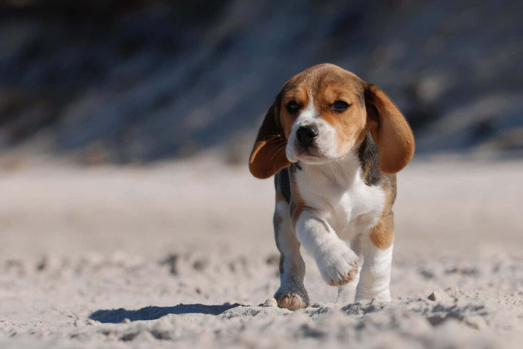 Charming Beagle Puppy Wallpaper: Adorable Beach Adventure Background