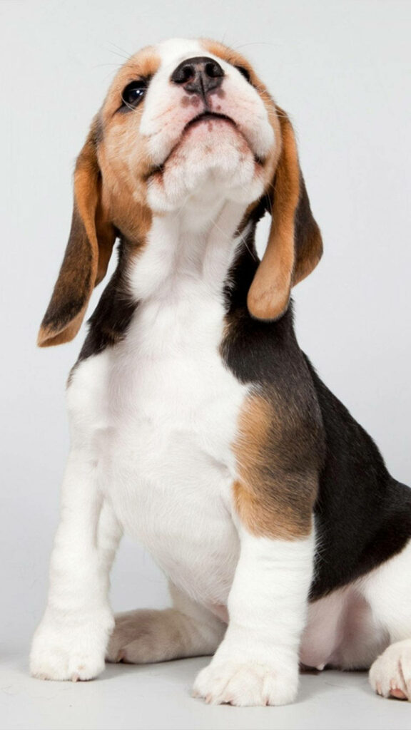Adorable Beagle Puppy Wallpaper: Curious & Playful Background