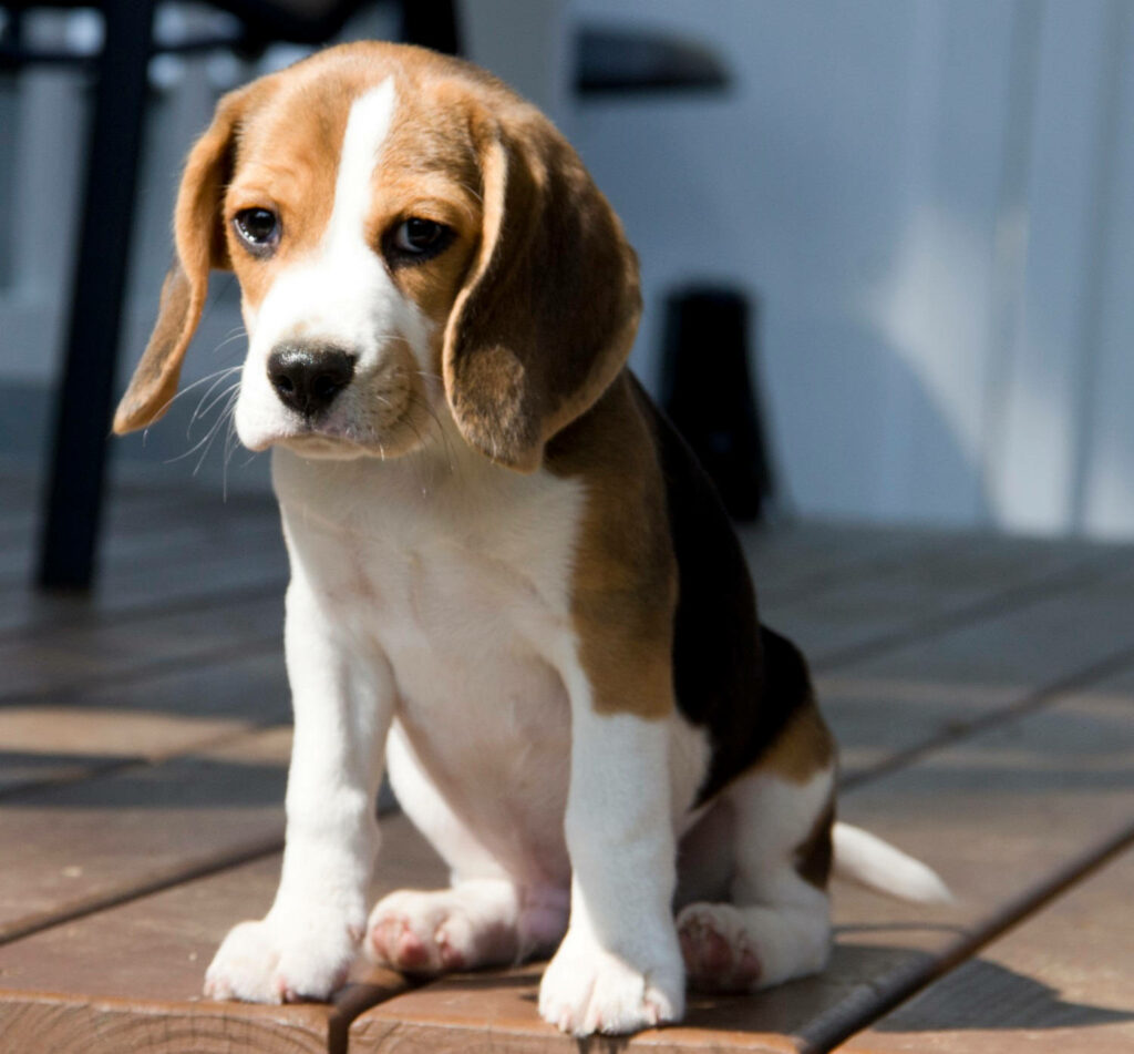 Heartwarming Beagle Puppy Wallpaper: Adorable Sad Eyes on Deck
