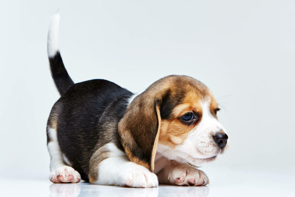 Adorable Beagle Puppy Wallpaper Against Crisp White Background