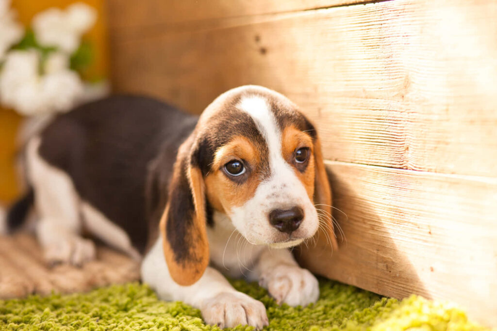 Adorable Beagle Puppy Wallpaper: Playful Charm on Green Rug