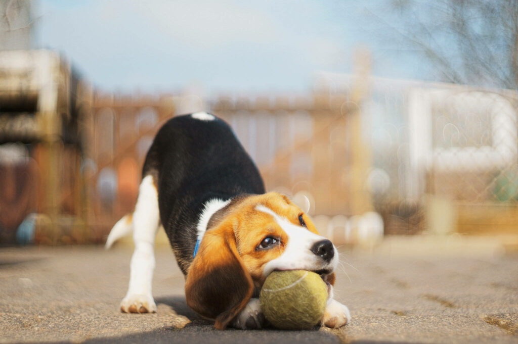 Adorable Beagle Wallpaper: Playful Pup with Tennis Ball Background