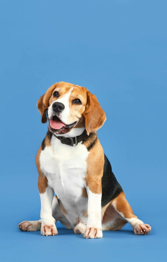 Charming Beagle Dog Wallpaper on Pastel Blue Background