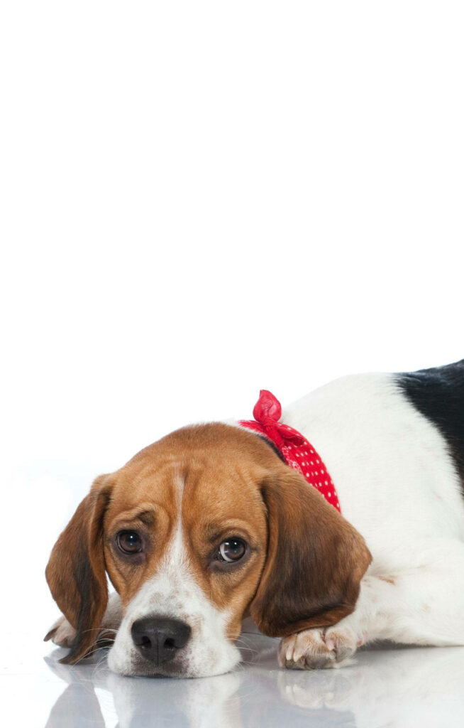 Adorable Beagle Wallpaper: Sad Dog with Red Polka-Dot Ribbon