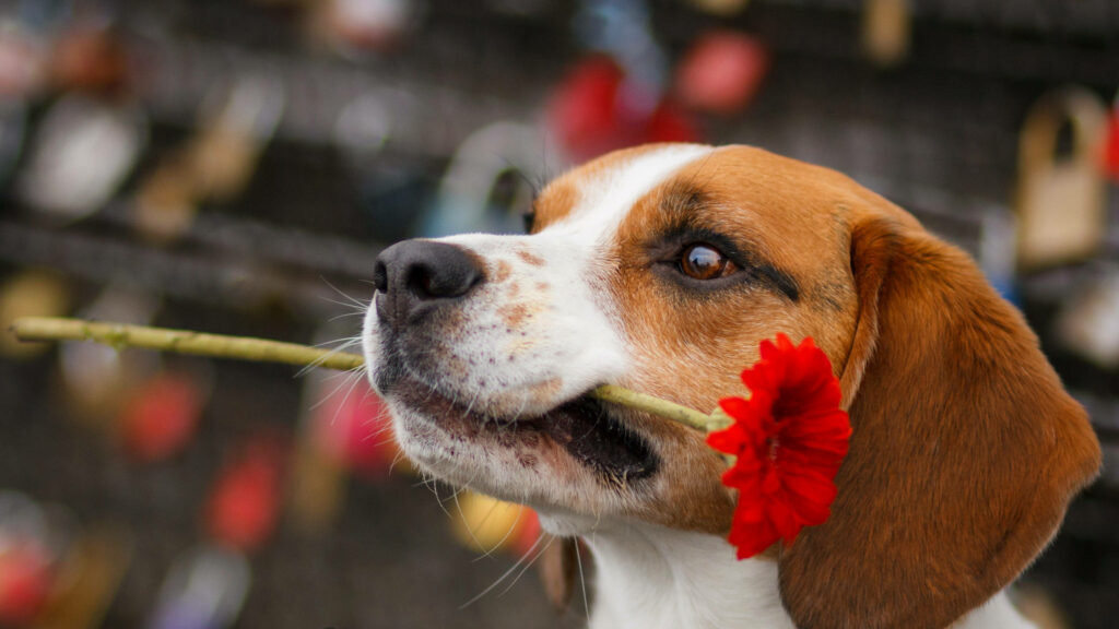 Adorable Beagle Wallpaper with Red Flower in Charming Background