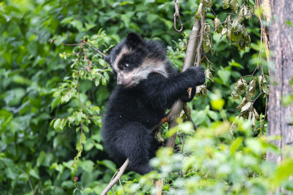 Cute Bear Cub Climbing Tree Amid Lush Green Foliage Wallpaper