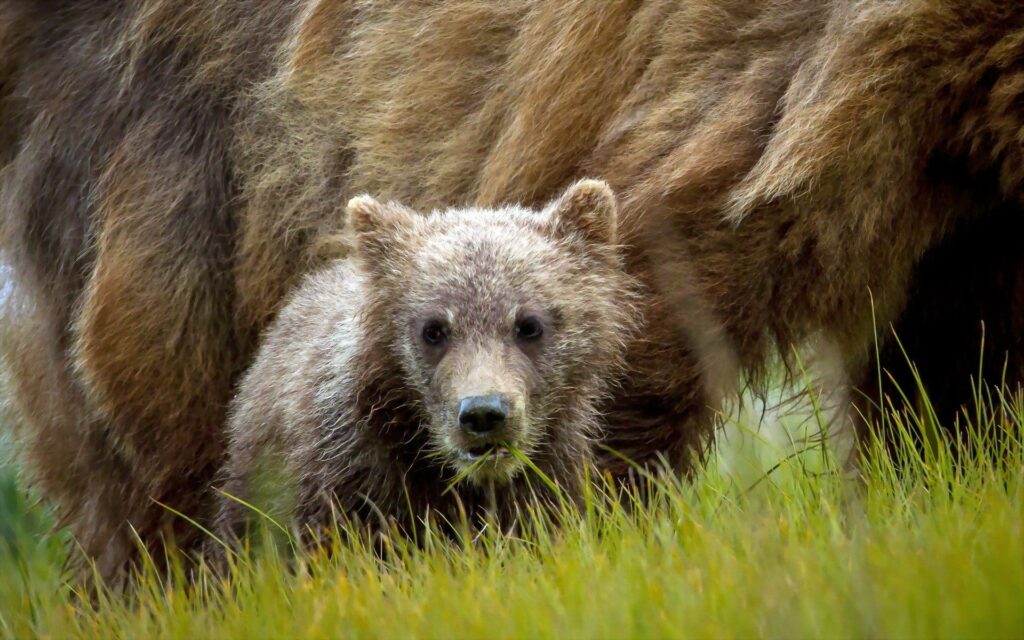 Adorable Bear Cub in Grass - 1920x1200 Nature Wallpaper
