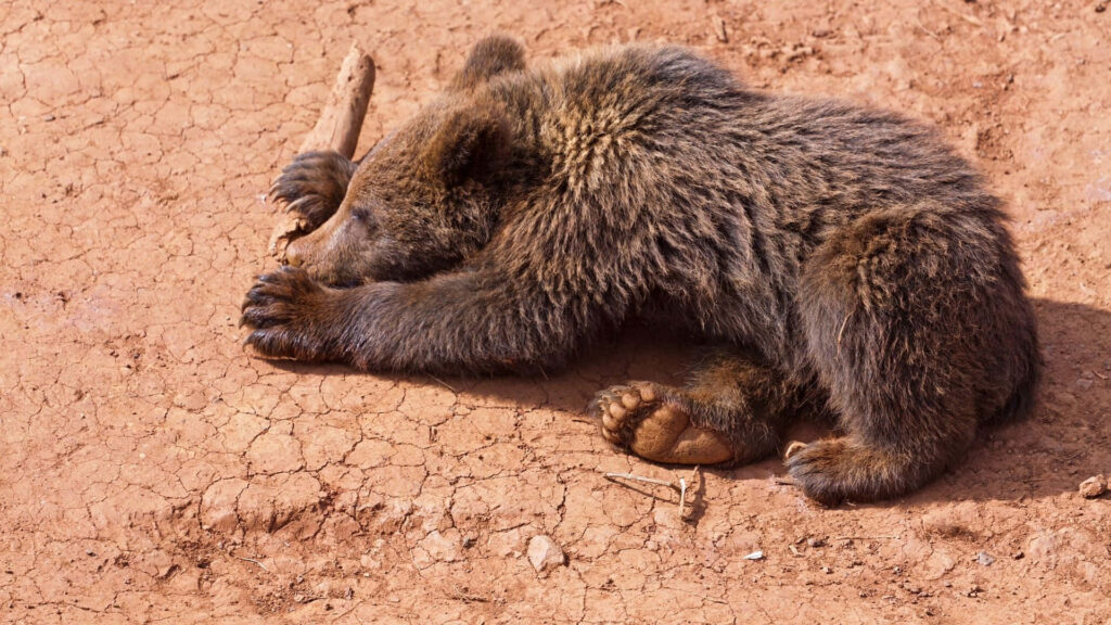 Adorable Bear Cub Wallpaper: Serene, Sunlit Earth Background