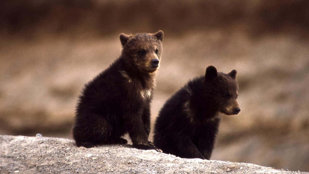 Playful Bear Cubs Exploring Nature's Serenity: Adorable Wildlife Scene Wallpaper