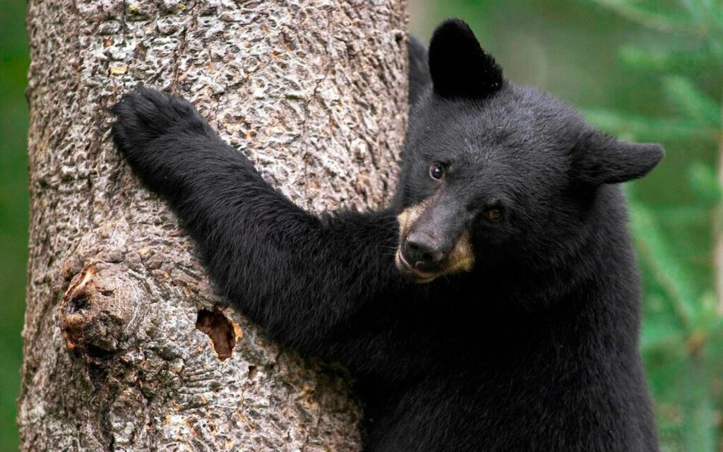 Heartwarming Bear Embracing Tree in Lush Nature - 1920x1200 Wallpaper