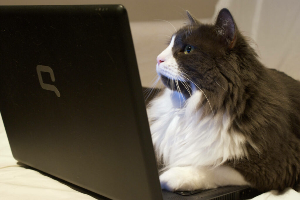 Adorable Bicolored Cat on Laptop - Cozy Cat Lover Wallpaper