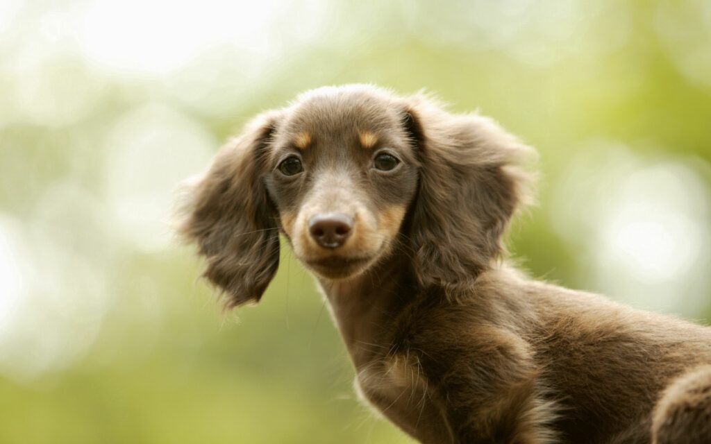 Adorable Big-Eared Dog Portrait on Soft Green Blurred Background Wallpaper