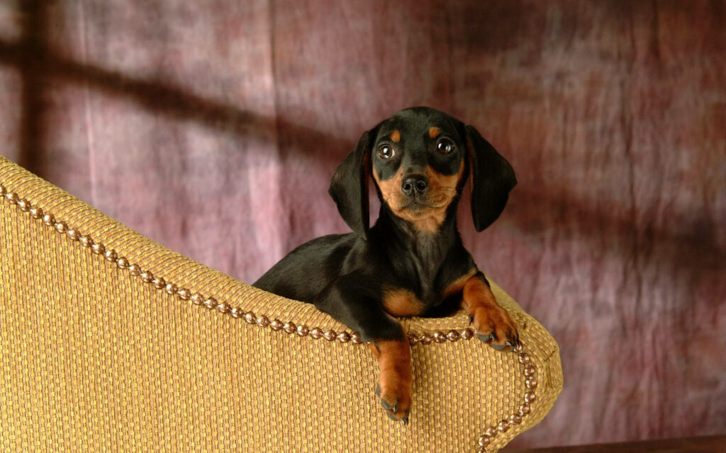 A Delightful Snapshot: Adorable Black Dachshund Pup Lounging on a Vibrant Yellow Sofa! Wallpaper
