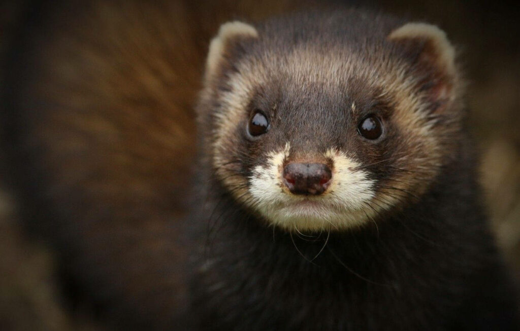 Adorable Black Ferret Close-Up Wallpaper for Nature Lovers
