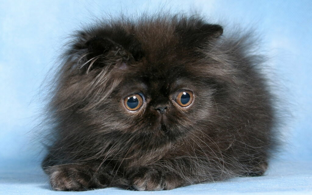 Adorably Fluffy Feline: A Darling Little Black Kitten Starring in a 4K Wallpaper Background
