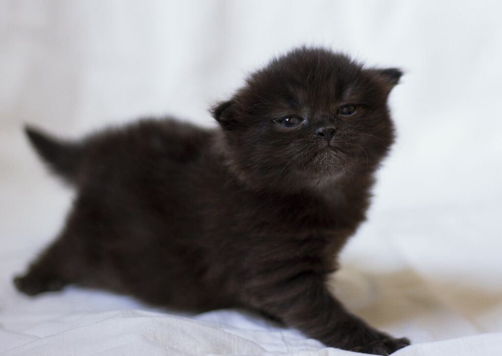 Adorable Black Kitten Wallpaper: Cute Feline on Soft Background