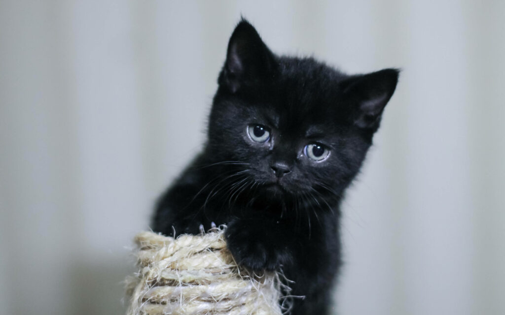 Charming Black Kitten Wallpaper: Playful Rope Fun & Cozy Ambiance