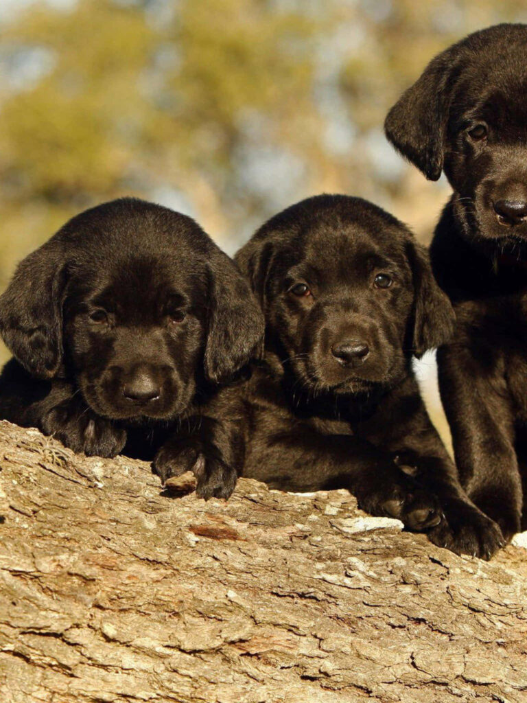 Adorable Black Labrador Puppies Wallpaper: Cute & Heartwarming Scene