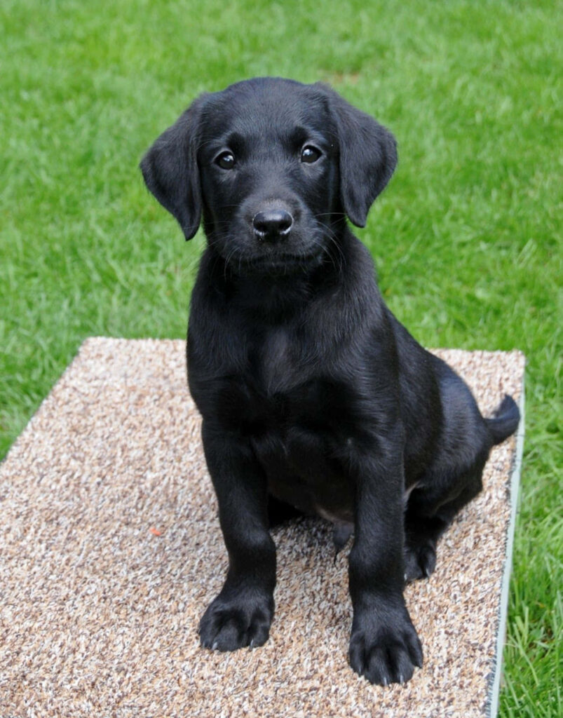Adorable Black Labrador Puppy Wallpaper Background on Lush Green Lawn