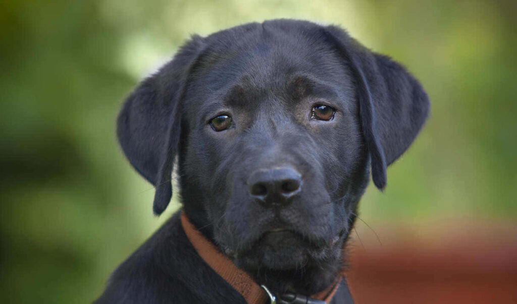 Adorable Sad Black Labrador Puppy Wallpaper: Innocence & Charm