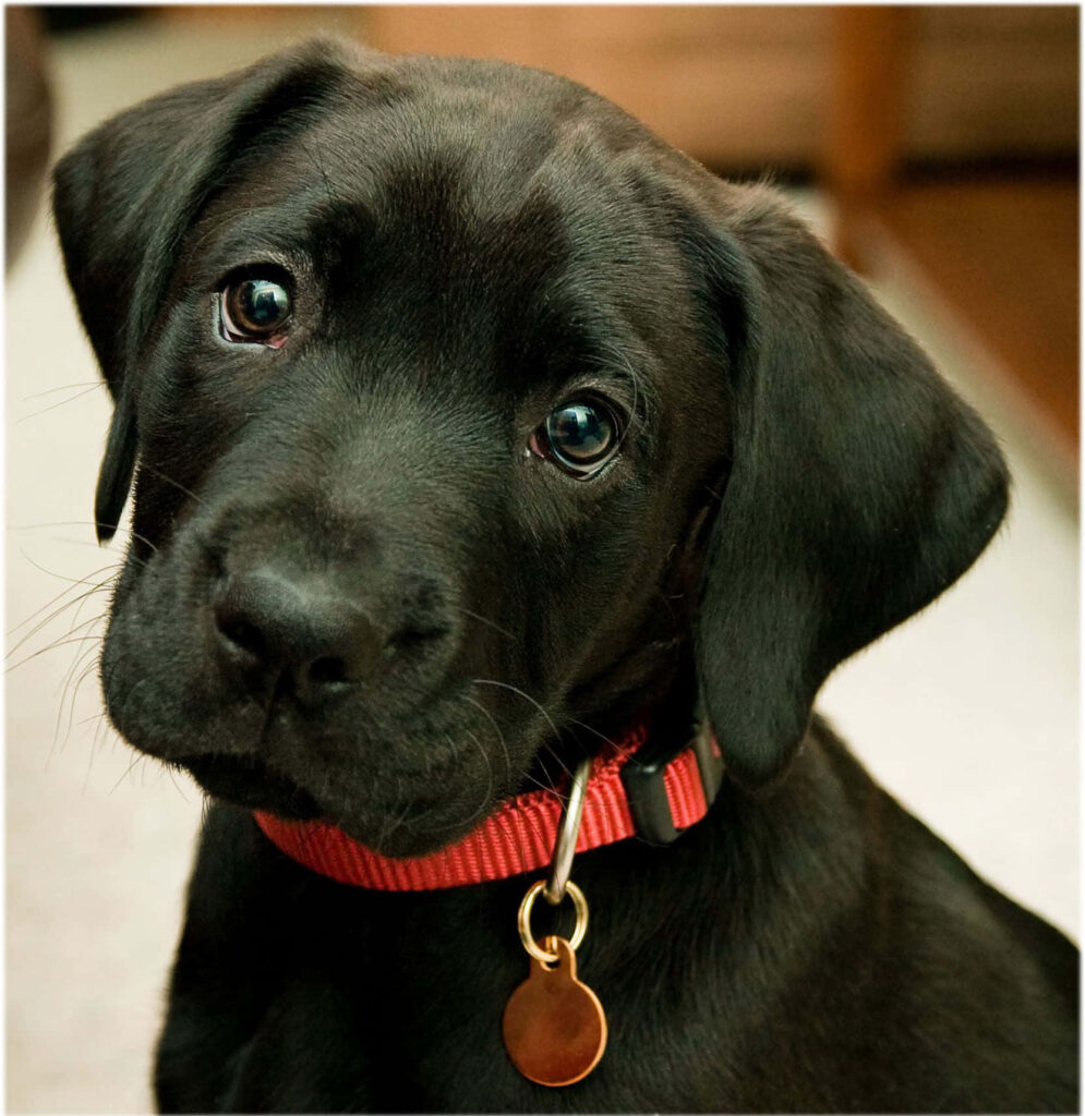 Charming Black Labrador Puppy Wallpaper for Dog Lovers