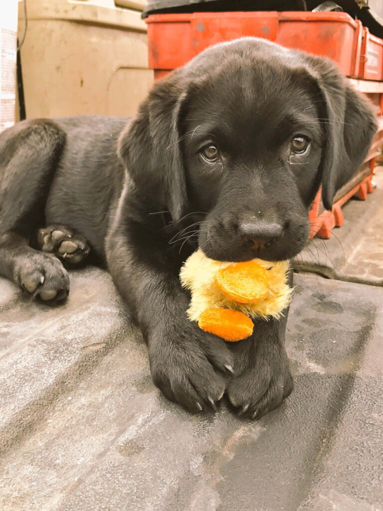 Adorable Black Labrador Puppy with Toy - Cute Wallpaper Background