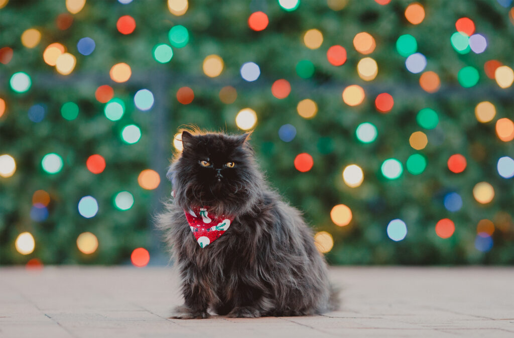 Charming Black Persian Cat Wallpaper with Colorful Blurred Background