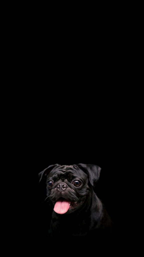 Adorable Black Pug Wallpaper: Playful Design on Minimalist Background