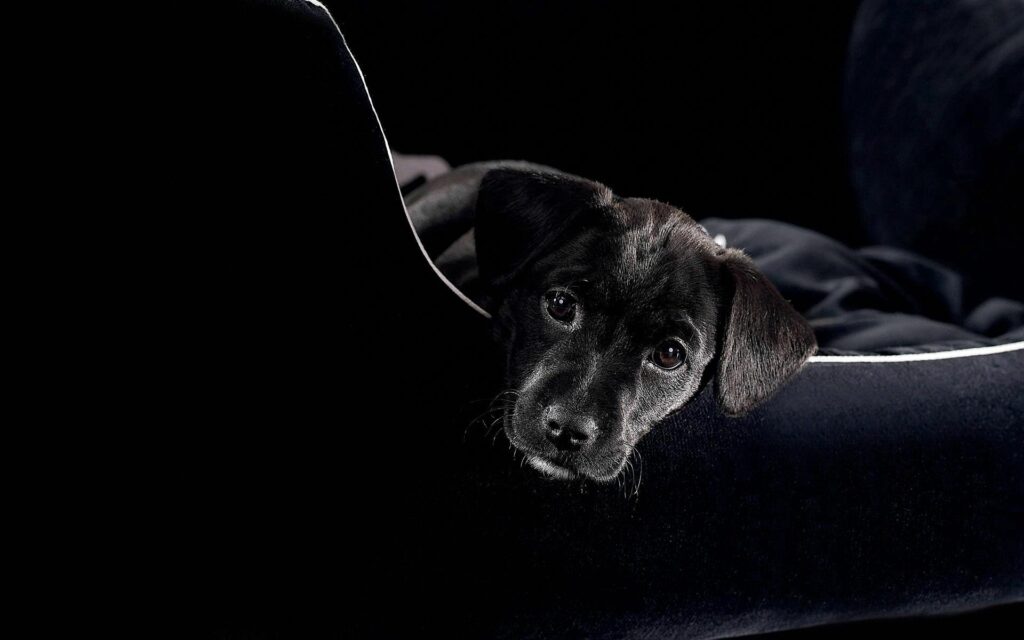 Charming Black Puppy Wallpaper - 1920x1200 Minimalist Background