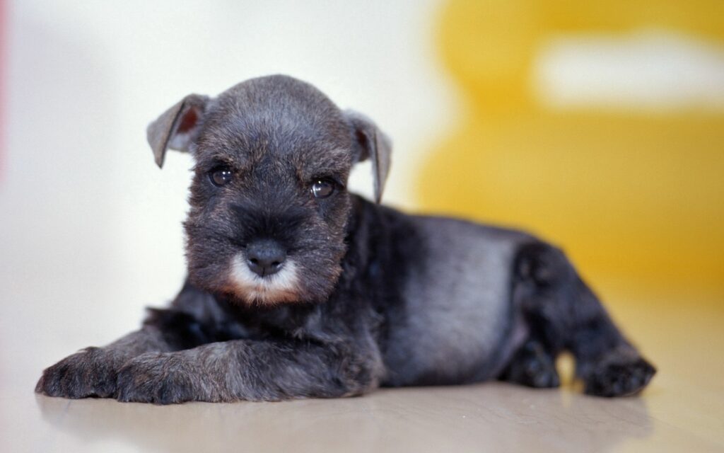 Adorable Black Puppy Lying Down with Cute Muzzle - Soft Background Wallpaper