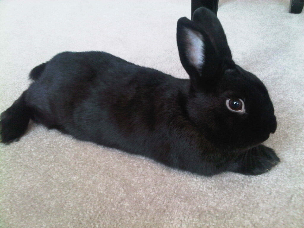 Charming Black Rabbit Wallpaper on Soft Carpet - Heartwarming Background