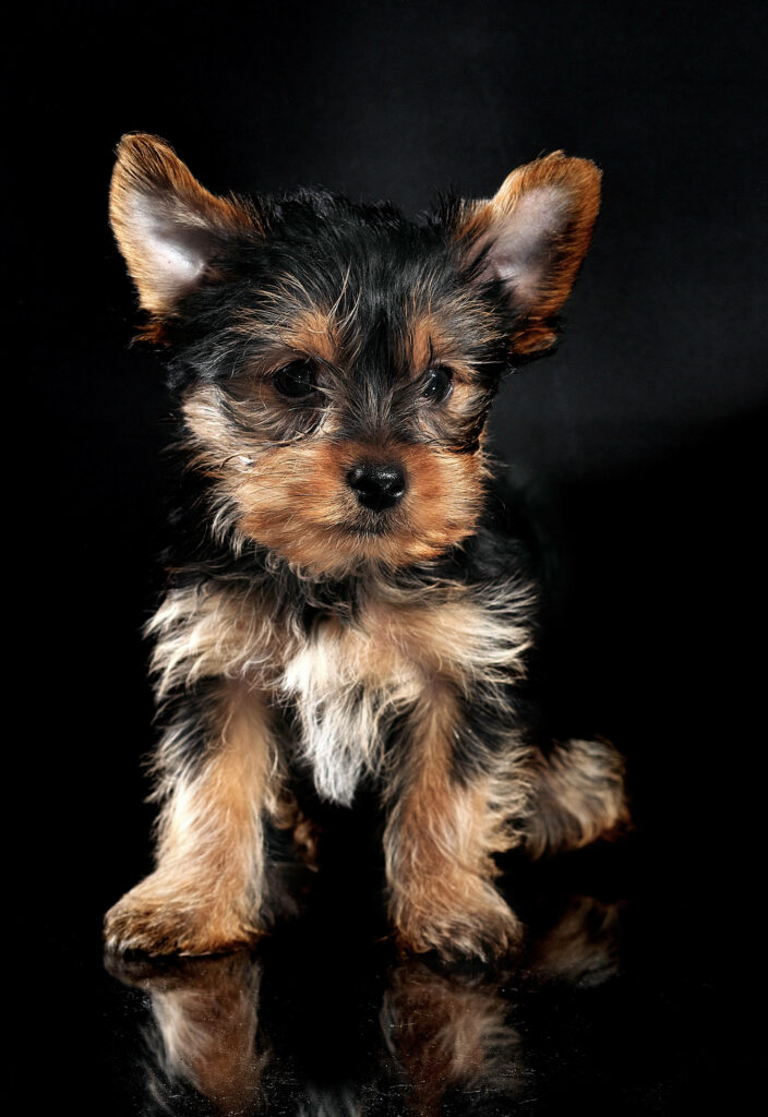 Adorable Black Yorkshire Terrier Puppy Close-Up Wallpaper Background