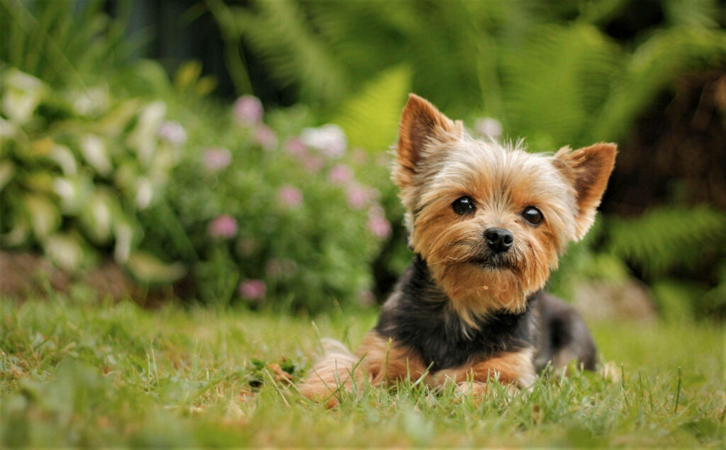 Adorable Black and Tan Yorkie Puppy Taking in the Scenic Garden View Wallpaper