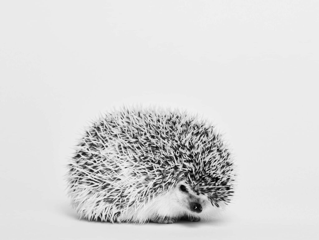 Adorable Black & White Hedgehog Wallpaper with Minimalist Style
