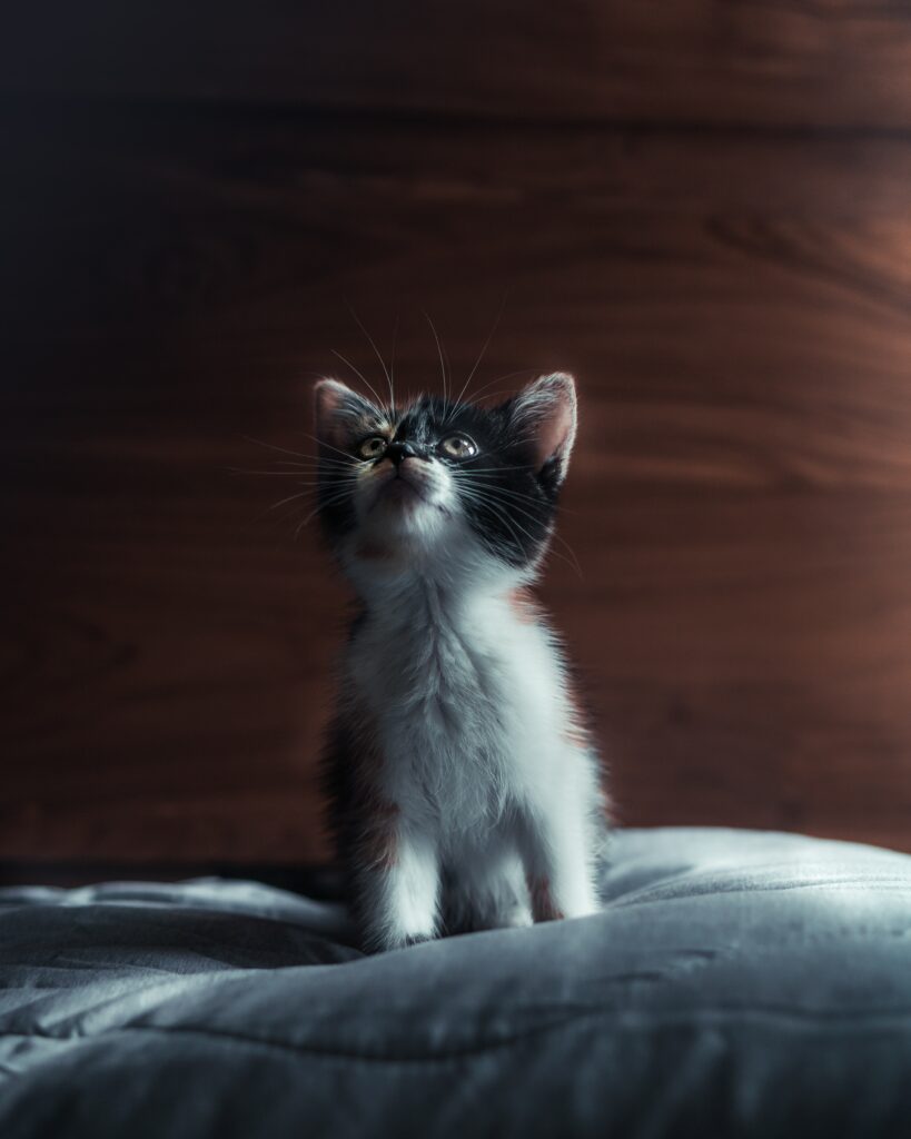 Charming Kitten Wallpaper: Adorable Black & White Furry Friend