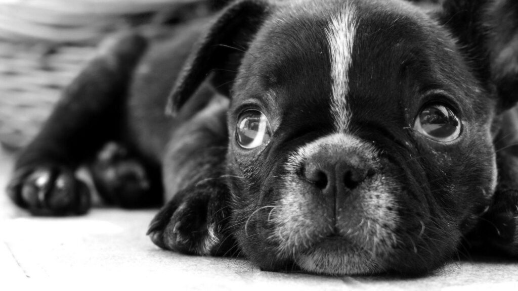 Charming Black and White Puppy Wallpaper: Soft, Innocent Expression