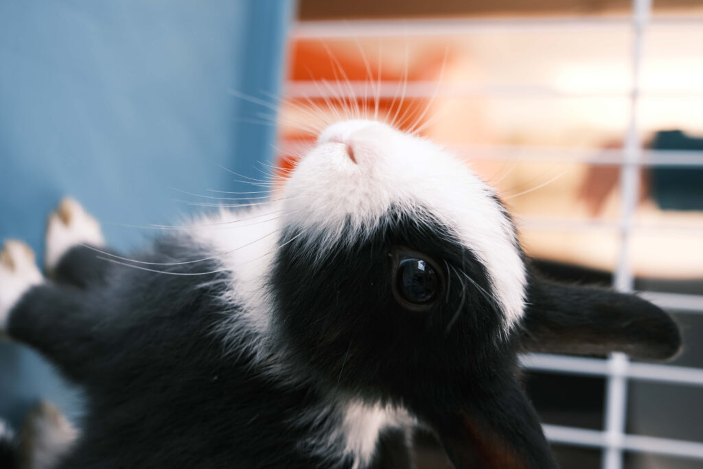 Charming Black and White Rabbit Wallpaper with Soft Fur and Curiosity
