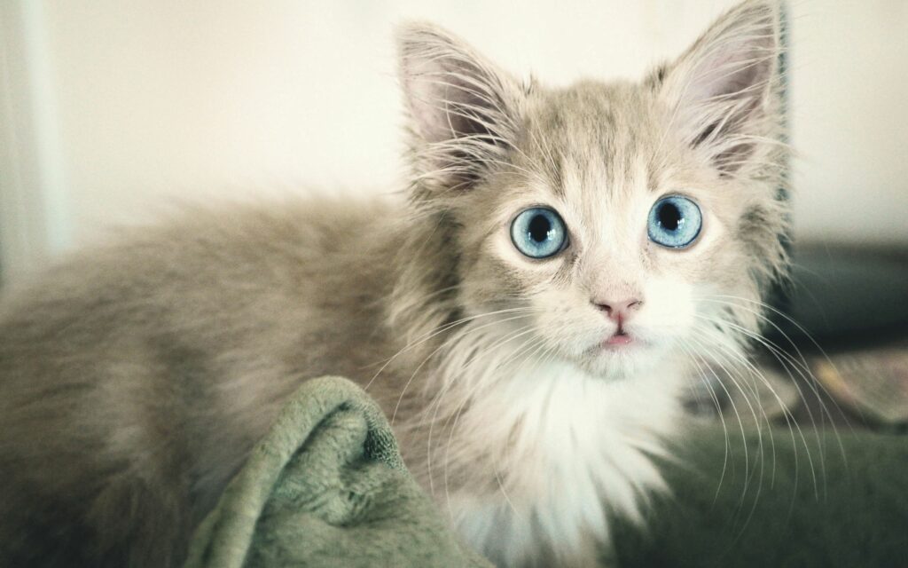 Adorable Blue-Eyed Kitten Wallpaper: Heartwarming & Enchanting Scene
