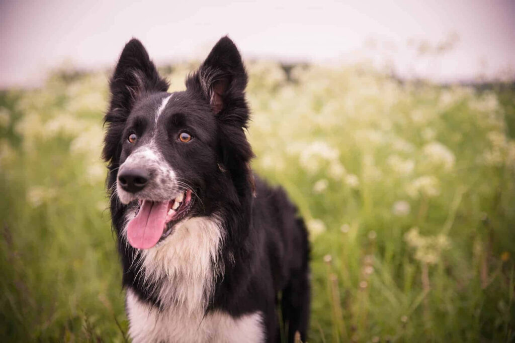 Playful Border Collie Puppy Wallpaper in Lush Green Field