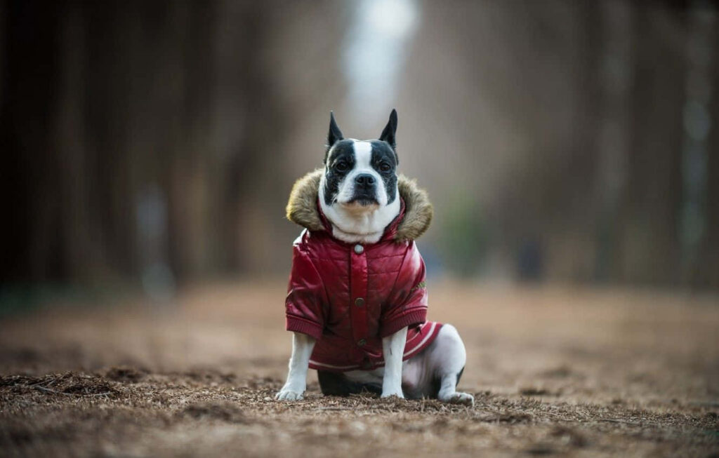 Adorable Boston Terrier in Red Jacket: Stylish Wallpaper Background