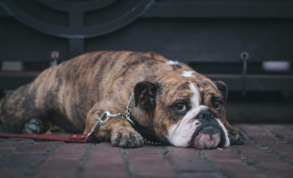Charming Brindle English Bulldog Wallpaper on Brick Background