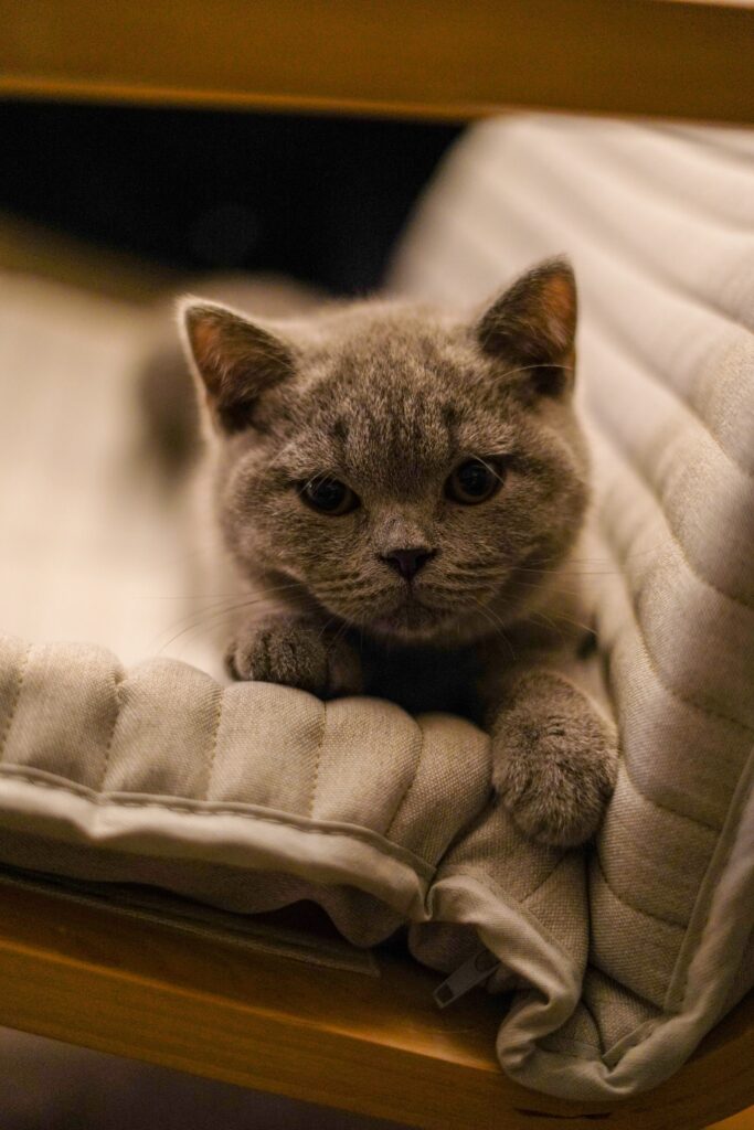 Charming British Shorthair Kitten Wallpaper: 4000x6000 Background