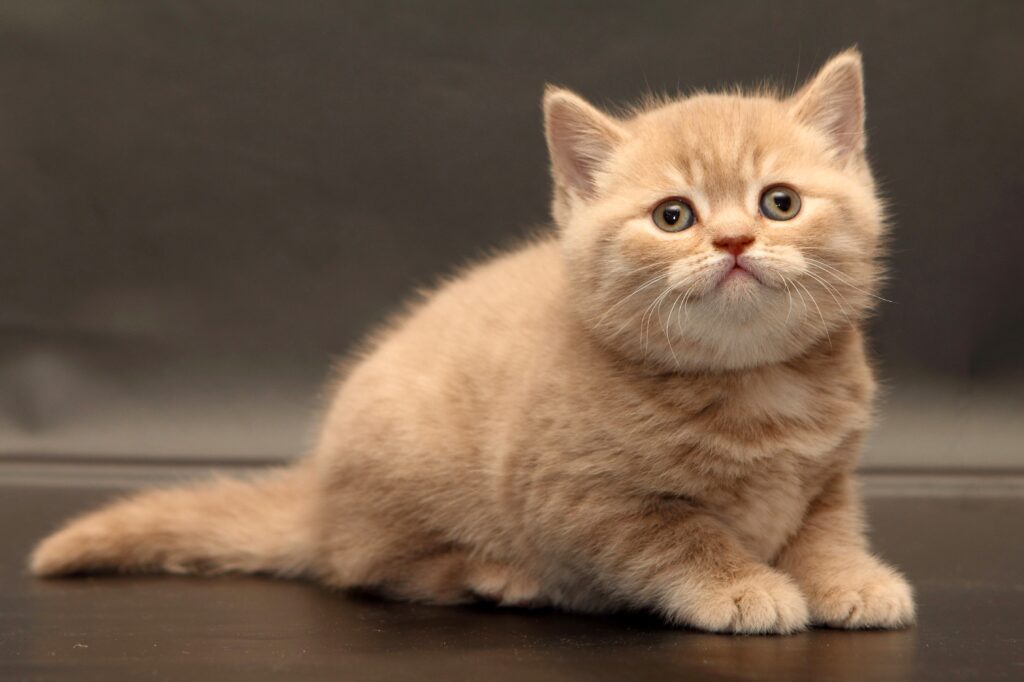 Charming British Shorthair Kitten Wallpaper with Soft, Plush Fur