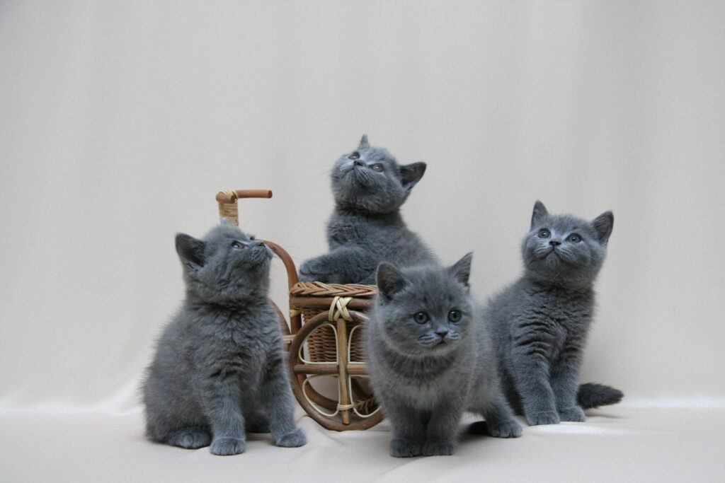 Adorable British Shorthair Kittens Playfully Around Wicker Basket Wallpaper