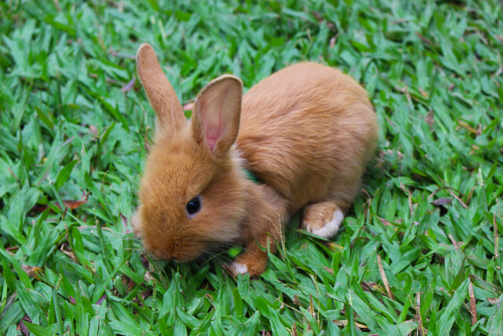 Charming Brown Baby Rabbit on Lush Green Grass Wallpaper Background