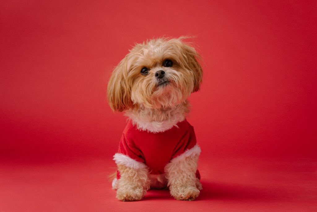 Adorable Brown Dog in Festive Outfit on Vibrant Red Background Wallpaper