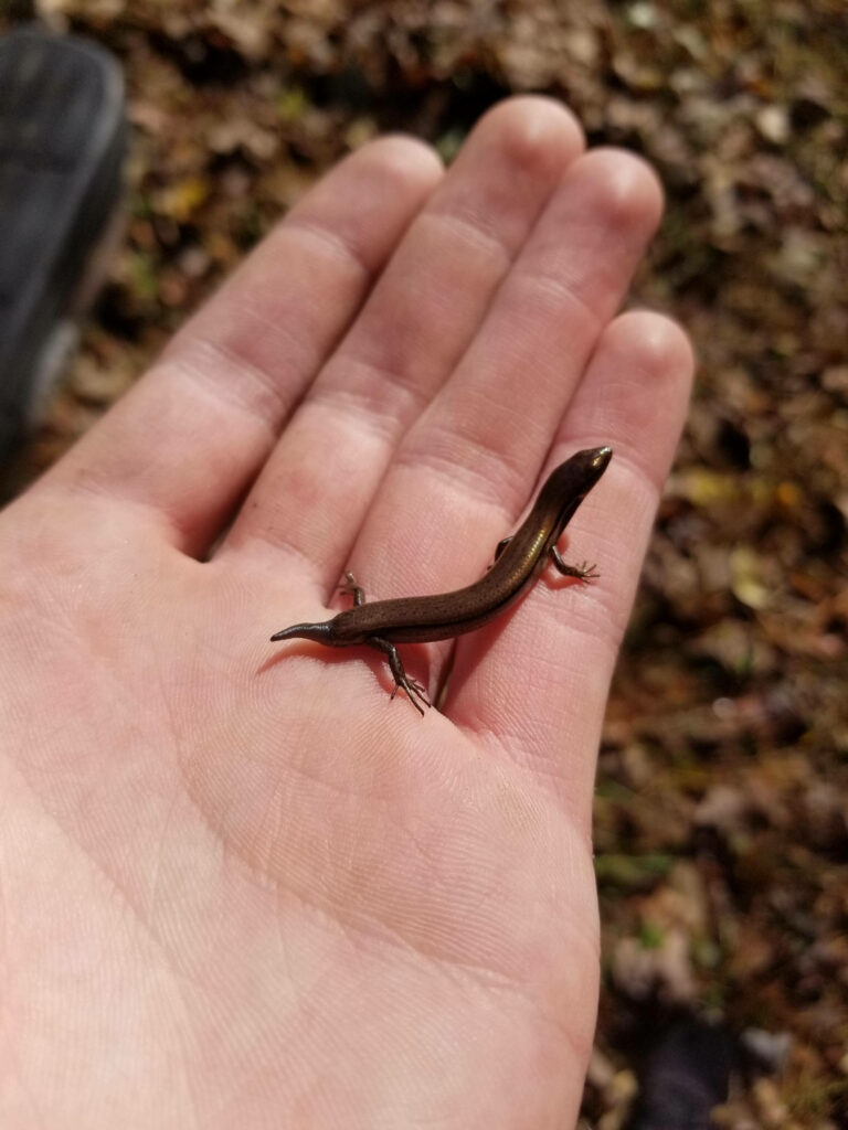 Cute Brown Ground Skink on Palm - Nature Wallpaper Background