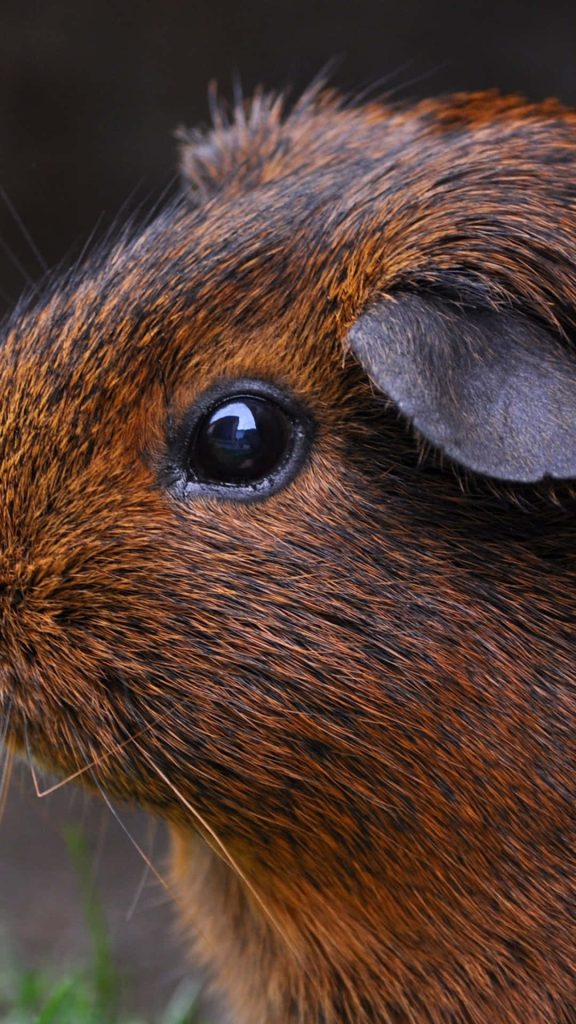 Close up macro of a brown guinea pig with detailed fur texture and expressive dark eye wallpaper